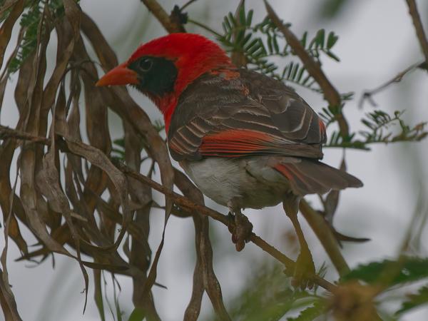 <h3><a href="/trips/tanzania/biota/animalia/chordata/aves/040 passeriformes/114 ploceidae/anaplectes rubriceps/anaplectes rubriceps-nl.html">Anaplectes&nbsp;rubriceps</a> / Red‑headed&nbsp;weaver / Scharlaken&nbsp;wever</h3>OM-1 Mark II met OLYMPUS M.150-400mm F4.5, 1/2000 sec  bij F4.5, ISO 2500, afstand 5.03&nbsp;m